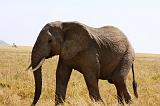 TANZANIA - Serengeti National Park - Elephant - 6